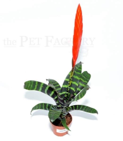 Vriesea splendens ERA XL